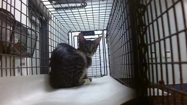Jasper - Domestic Short Hair