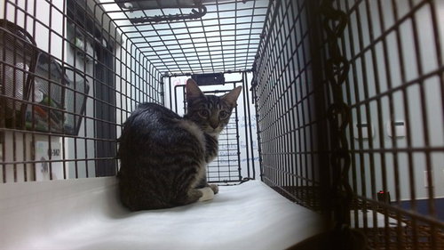 JASPER, a cat for adoption from Miami Dade Animal Services