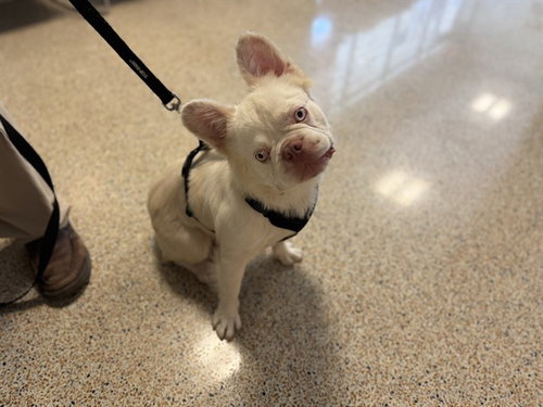 BAMBAM, a dog for adoption from Miami Dade Animal Services