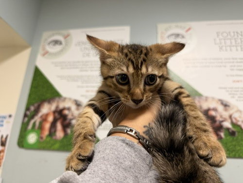 POLLY, a cat for adoption from Miami Dade Animal Services