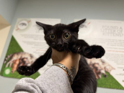 CHANCE, a cat for adoption from Miami Dade Animal Services