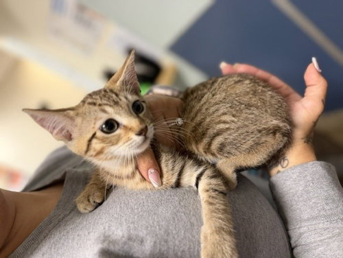 TERRY, a cat for adoption from Miami Dade Animal Services