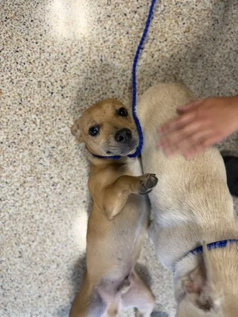 Churro - Chihuahua