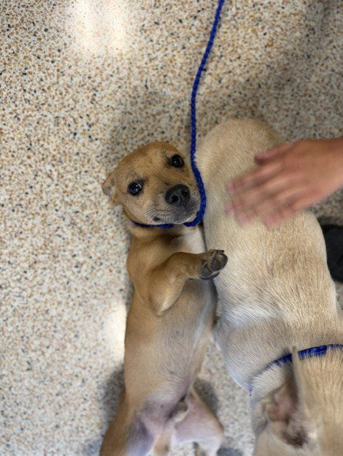CHURRO, a dog for adoption from Miami Dade Animal Services