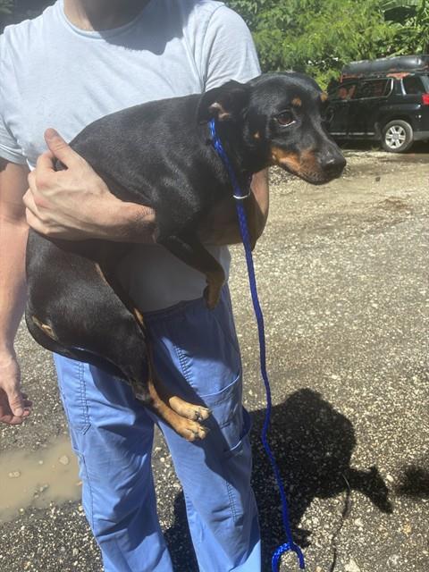 TINA, a dog for adoption from Miami Dade Animal Services