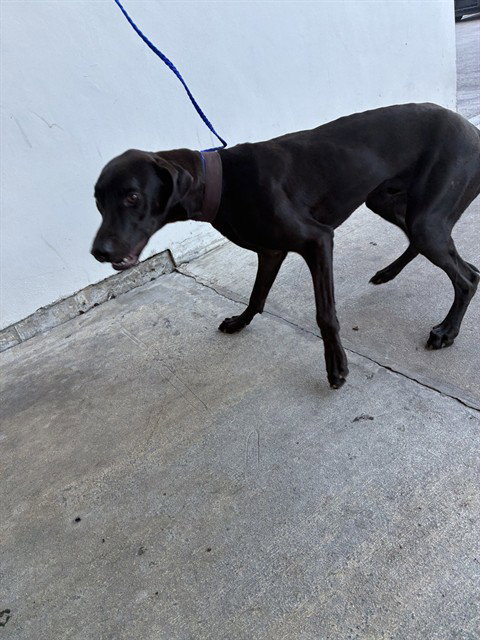 SHADE, a dog for adoption from Miami Dade Animal Services