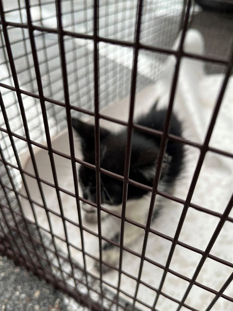 LUNA, a cat for adoption from Miami Dade Animal Services