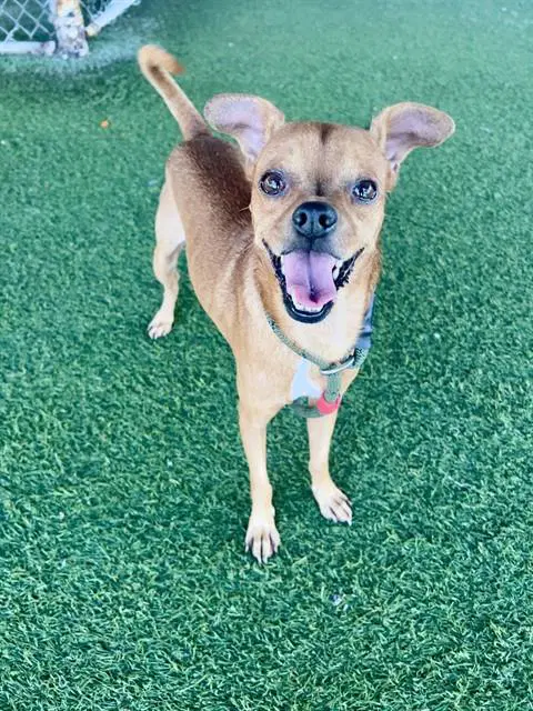 Jessie - Chihuahua