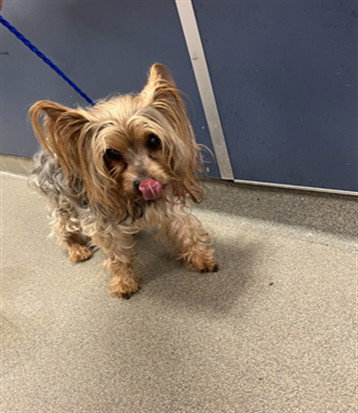 YANKEE, a dog for adoption from Miami Dade Animal Services