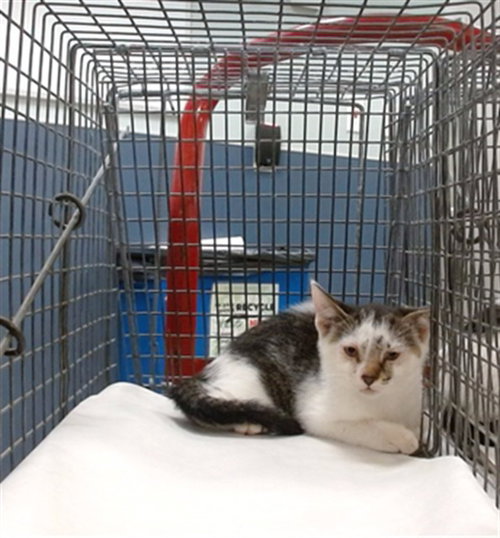 LUKE, a cat for adoption from Miami Dade Animal Services