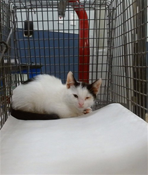 KIM, a cat for adoption from Miami Dade Animal Services