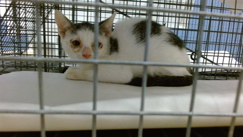 CHERRY, a cat for adoption from Miami Dade Animal Services