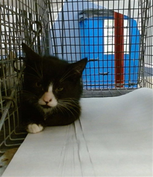 A2822017, a cat for adoption from Miami Dade Animal Services