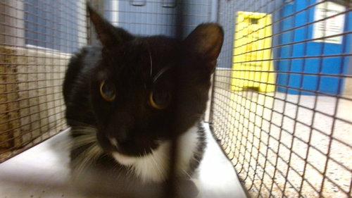PANTER, a cat for adoption from Miami Dade Animal Services