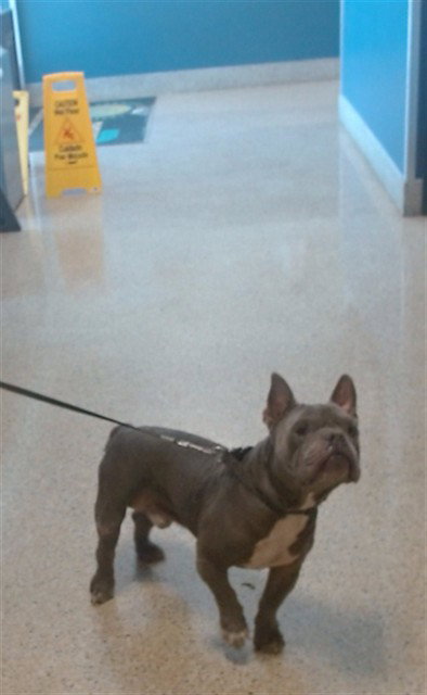 MILES, a dog for adoption from Miami Dade Animal Services