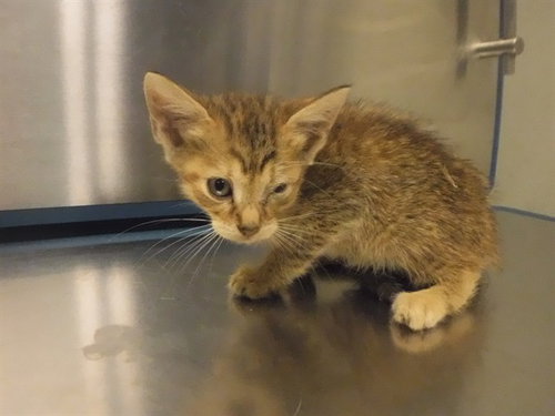 LISA, a cat for adoption from Miami Dade Animal Services