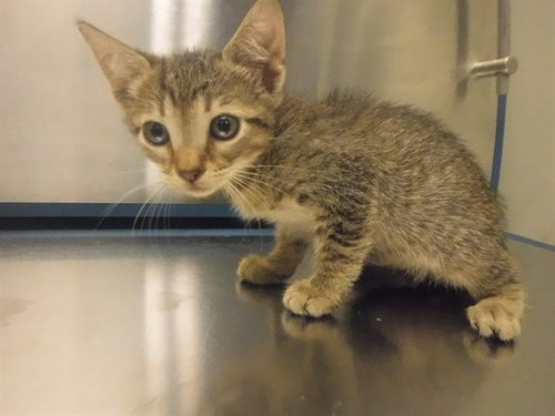 MONA, a cat for adoption from Miami Dade Animal Services