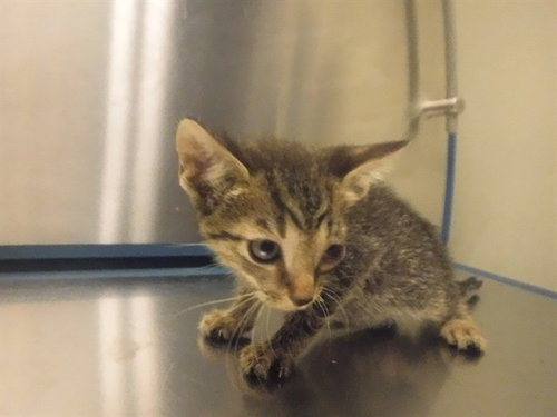 BERTHA, a cat for adoption from Miami Dade Animal Services