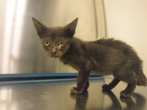 MISSY, a cat for adoption from Miami Dade Animal Services