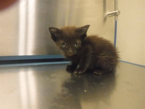 LOLA, a cat for adoption from Miami Dade Animal Services
