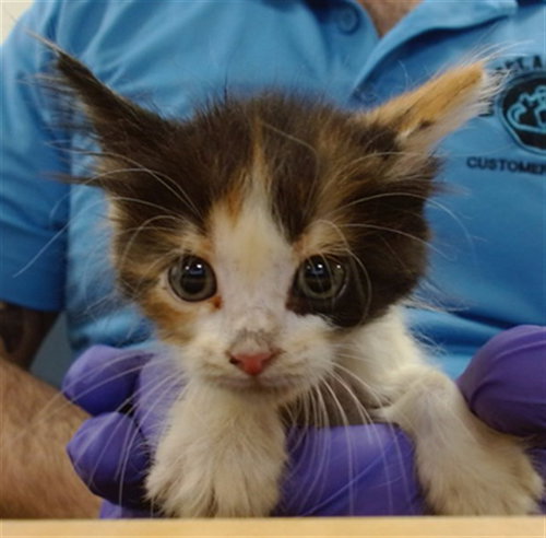 AKITTA, a cat for adoption from Miami Dade Animal Services