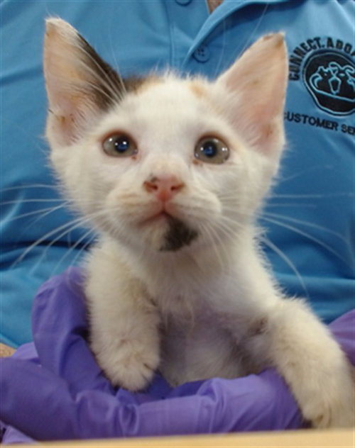 KATRINA, a cat for adoption from Miami Dade Animal Services
