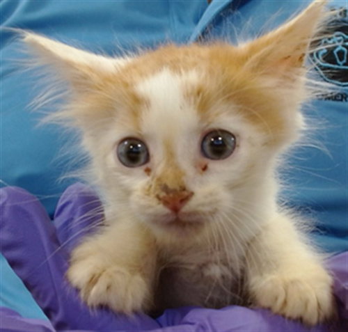 KERO, a cat for adoption from Miami Dade Animal Services
