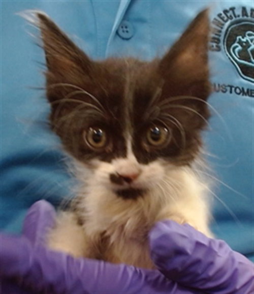 KITSU, a cat for adoption from Miami Dade Animal Services