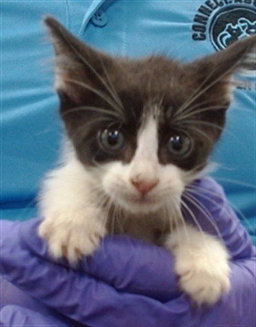 KOI, a cat for adoption from Miami Dade Animal Services