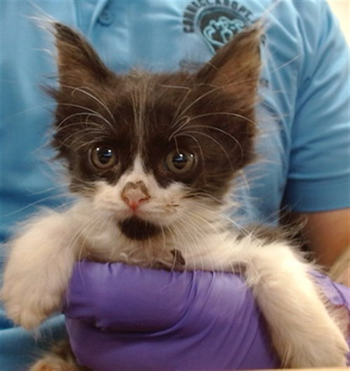 KONAN, a cat for adoption from Miami Dade Animal Services