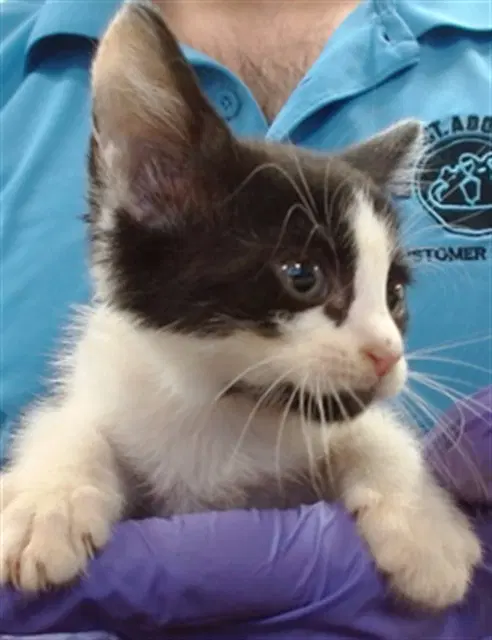Kitana - Domestic Short Hair