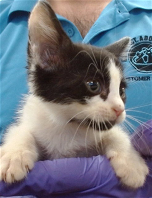 KITANA, a cat for adoption from Miami Dade Animal Services