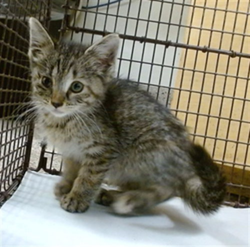 MOANA, a cat for adoption from Miami Dade Animal Services