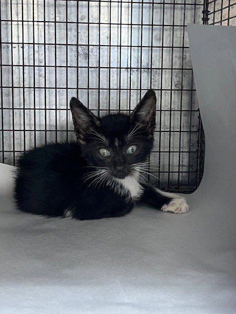 SLY, a cat for adoption from Miami Dade Animal Services