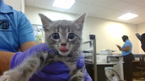 ECHO, a cat for adoption from Miami Dade Animal Services