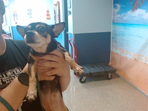 PERAL, a dog for adoption from Miami Dade Animal Services
