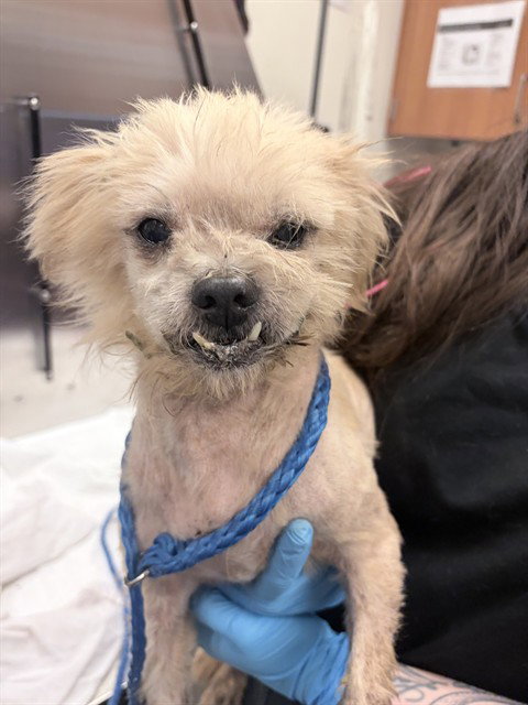 ZEKE, a dog for adoption from Miami Dade Animal Services