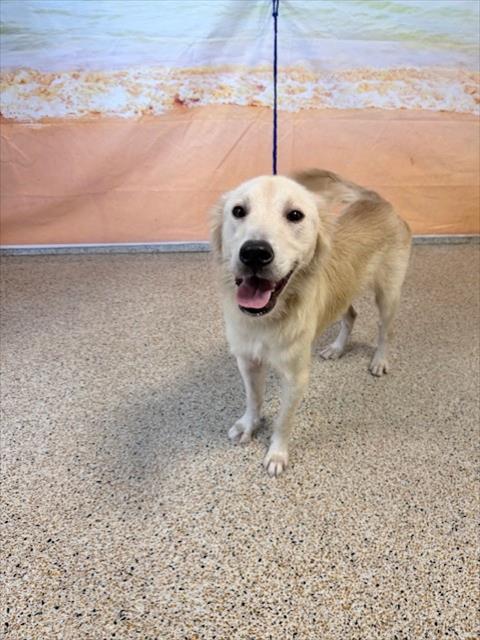 LIGHT, a dog for adoption from Miami Dade Animal Services