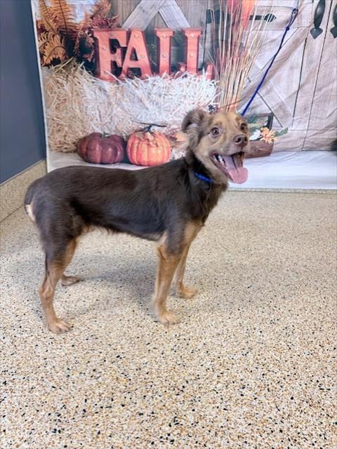 ASHLEY, a dog for adoption from Miami Dade Animal Services