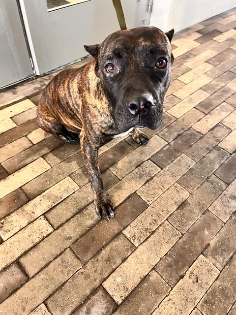 BENDI, a dog for adoption from Miami Dade Animal Services