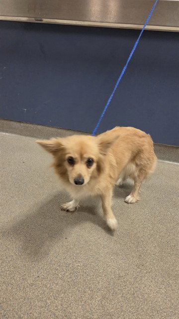 PRINCESS, a dog for adoption from Miami Dade Animal Services
