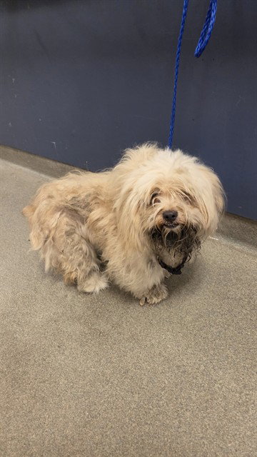 REINA, a dog for adoption from Miami Dade Animal Services