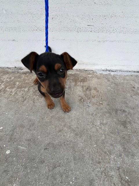 SARAH, a dog for adoption from Miami Dade Animal Services