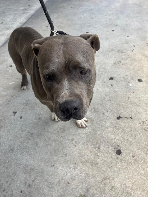 JAKE, a dog for adoption from Miami Dade Animal Services