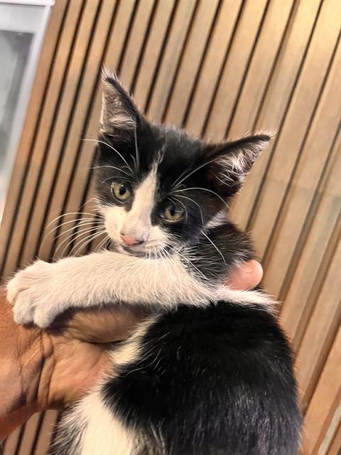 LUCY, a cat for adoption from Miami Dade Animal Services