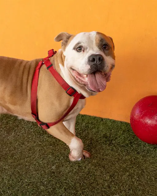 Scrappy - American Bulldog