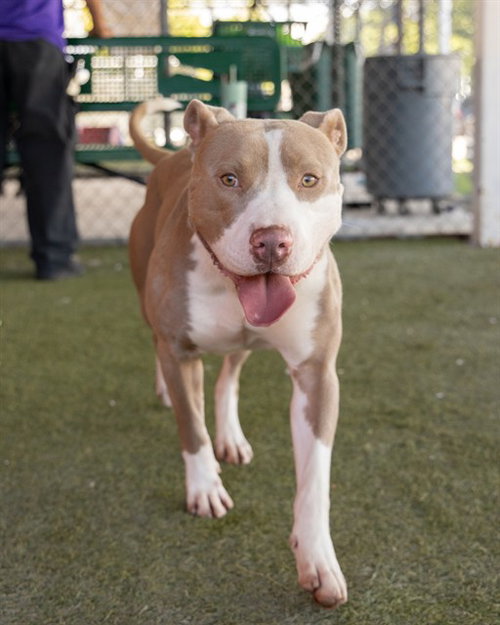 EGGNOG, a dog for adoption from Miami Dade Animal Services