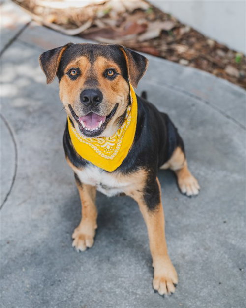 BUG, a dog for adoption from Miami Dade Animal Services