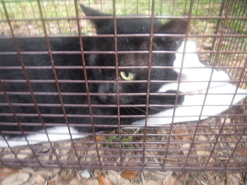 A2824513, a cat for adoption from Miami Dade Animal Services