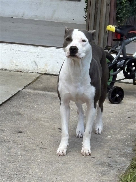 DIAMOND, a dog for adoption from Miami Dade Animal Services